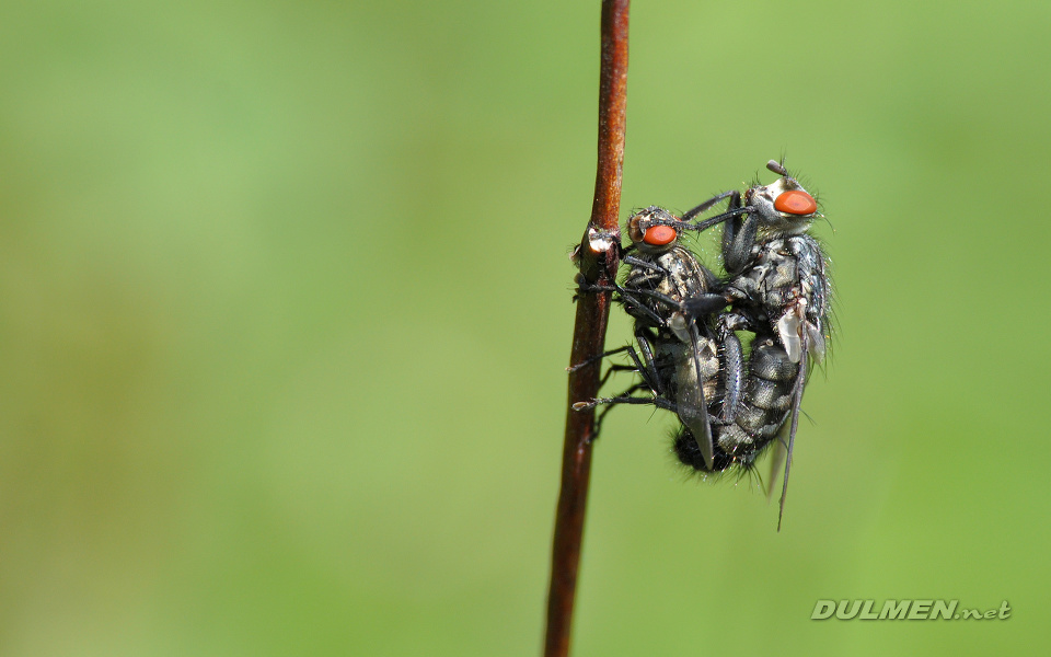 Mating Flesh flies (Sarcophaga sp.)